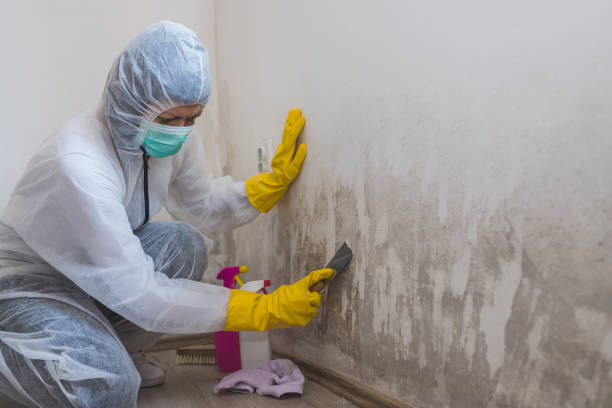 Best Mold Inspection  in Skiato, OK