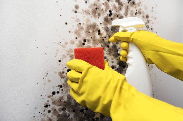 Best Mold Cleaning Services  in Skiato, OK