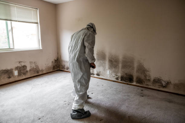 Best Commercial Mold Removal  in Skiato, OK
