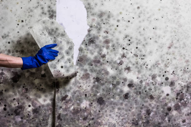 Best Professional Mold Removal  in Skiato, OK